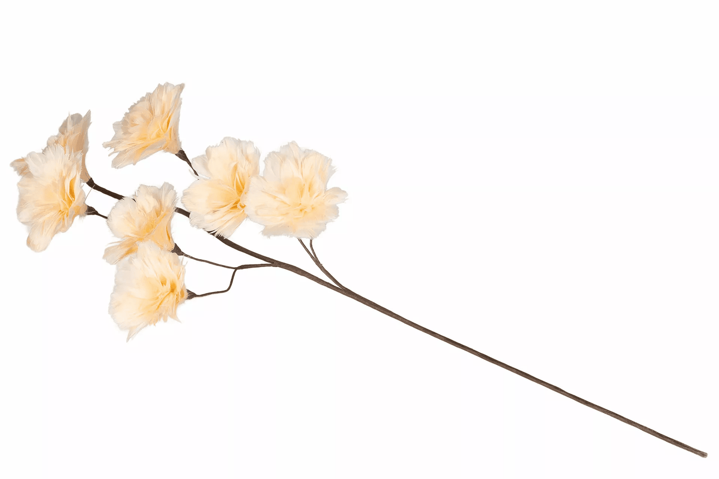 Fjäderblomma Kvist Aprikos
