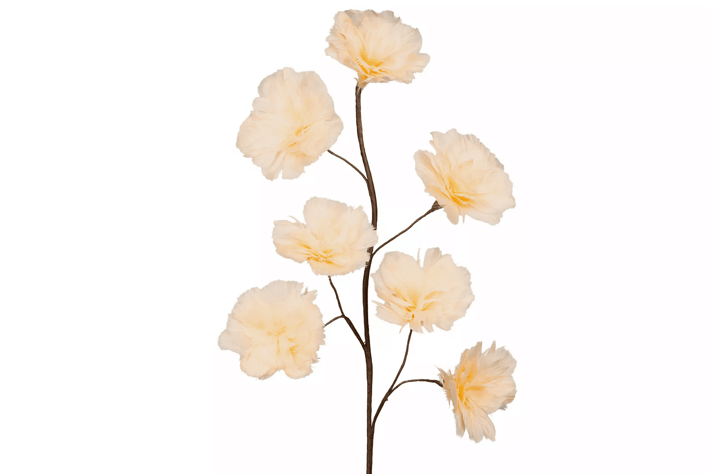 Fjäderblomma Kvist Aprikos
