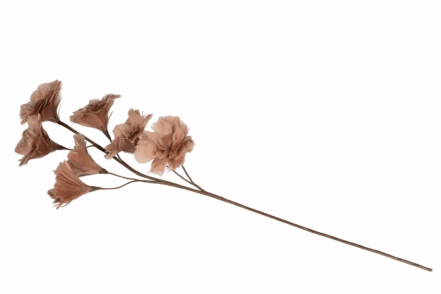 Fjäderblomma Kvist Mullvad