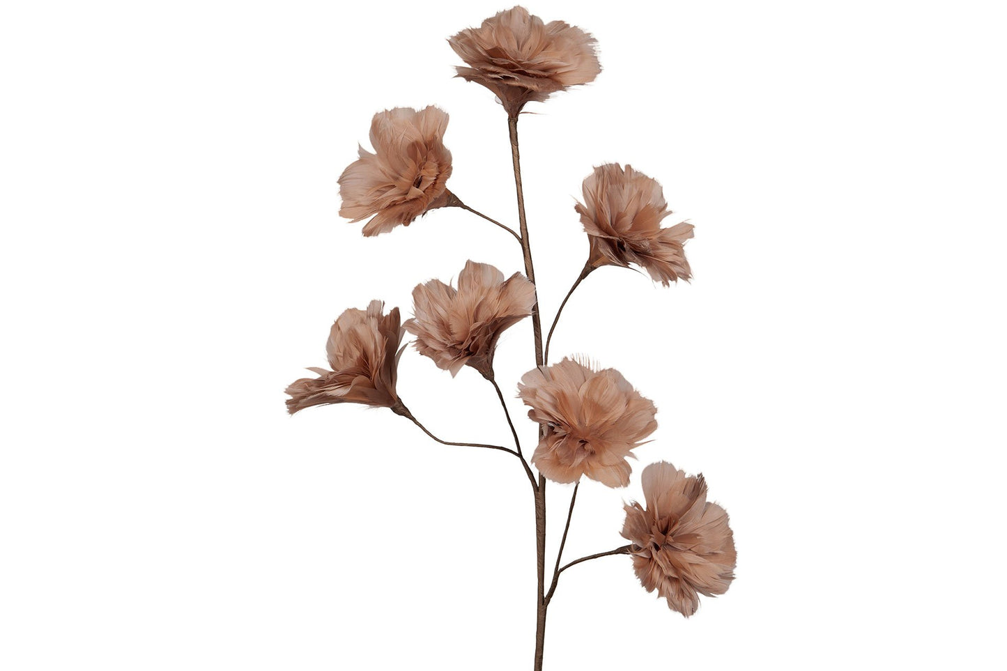 Fjäderblomma Kvist Mullvad