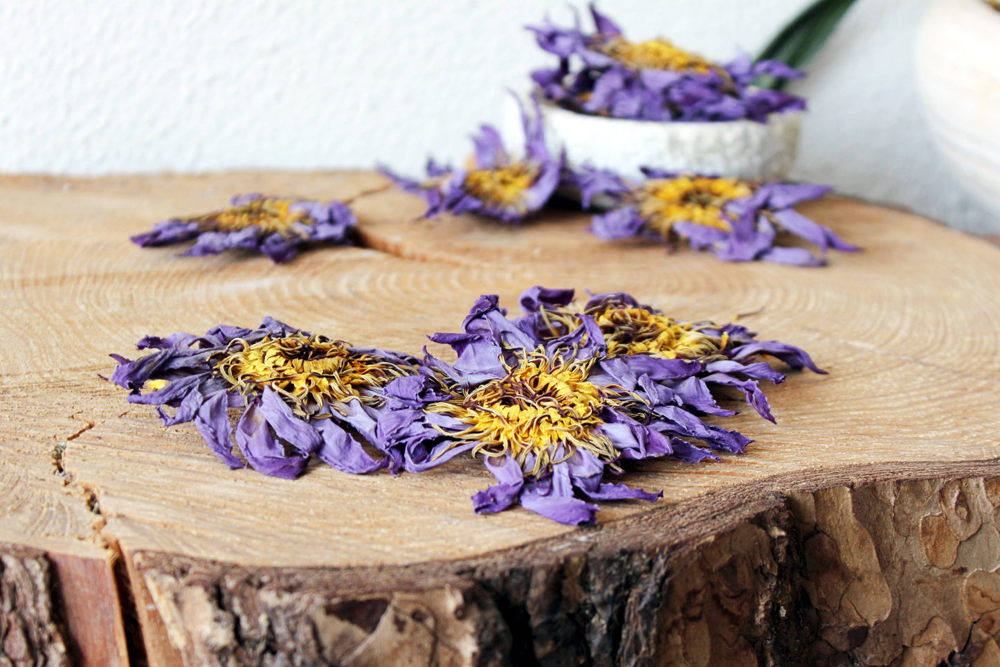 Blå Lotus Kronblad - Egyptisk Nymphaea Caerulea