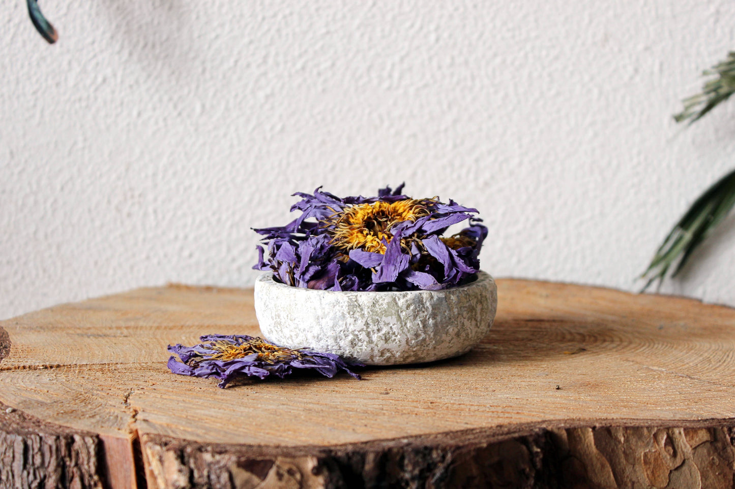 Blå Lotus Kronblad - Egyptisk Nymphaea Caerulea